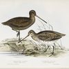 1. Sabine's Snipe; 2. Common Snipe 