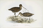 1. Sabine's Snipe; 2. Common Snipe 