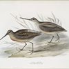 Grey Snipe 