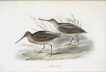 Grey Snipe 
