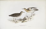 Buff-breasted Sandpiper 