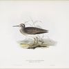 Pectoral Sandpiper 