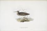 Pectoral Sandpiper 