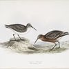 Pygmy Curlew 