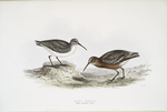 Pygmy Curlew 