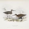 Dunlin, or Purre 