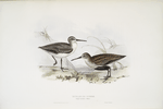 Dunlin, or Purre 