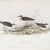 Little Sandpiper 