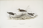 Little Sandpiper 