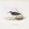 Purple Sandpiper 