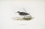 Purple Sandpiper 