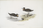 Red-necked Phalarope 