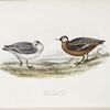 Grey Phalarope 