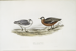 Grey Phalarope 