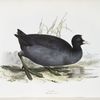 Coot