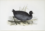 Coot