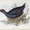 Hyacinthine Porphyrio 