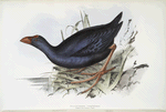 Hyacinthine Porphyrio 