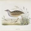 Land Rail 