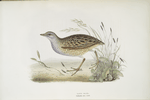 Land Rail 