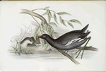 Common Gallinule 