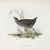 Spotted Crake 