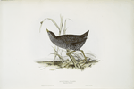 Spotted Crake 