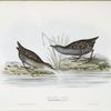 Baillon's Crake 