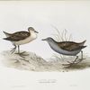 Little Crake 