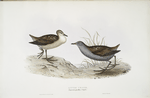 Little Crake 