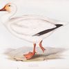 Snow Goose 