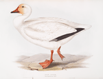 Snow Goose 
