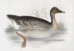 Bean Goose 