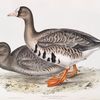 White-fronted Goose 