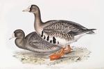 White-fronted Goose 