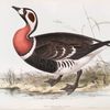 Red-breasted Goose 