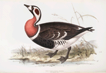 Red-breasted Goose 