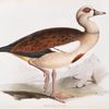 Egyptian Goose 