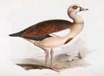 Egyptian Goose 