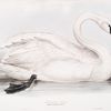 Domestic Swan 
