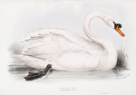 Domestic Swan 