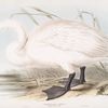Whistling Swan, or Hooper 
