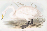 Whistling Swan, or Hooper 
