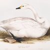 Bewick's Swan 