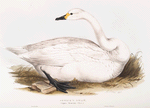 Bewick's Swan 