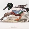 Shoveller Duck 