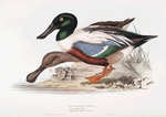 Shoveller Duck 