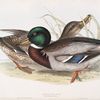 Common Wild Duck 
