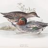 Common Teal 