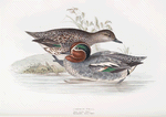 Common Teal 
